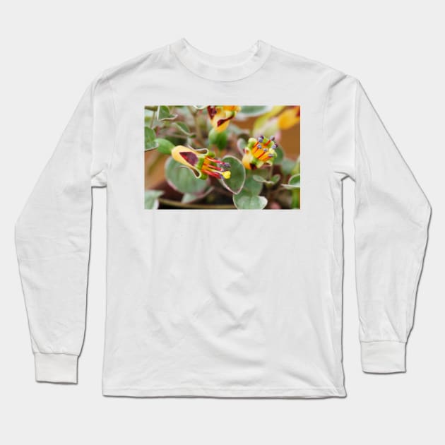 Fuchsia procumbens  'Wirral'  Also known as 'Variegata' and 'Argentea' Long Sleeve T-Shirt by chrisburrows